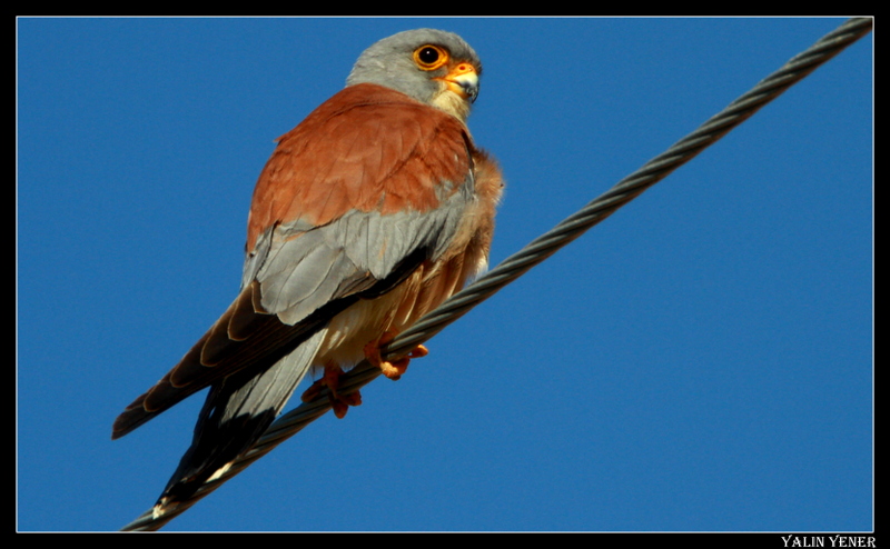 Küçük kerkenez » Lesser Kestrel » Falco naumanni