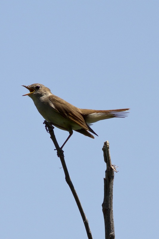 Benekli bülbül » Thrush Nightingale » Luscinia luscinia