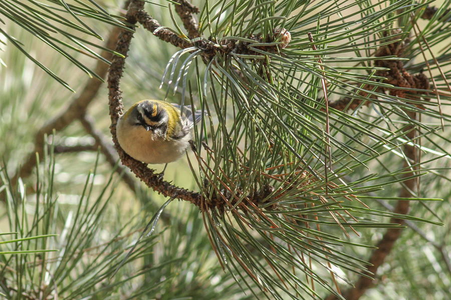 Sürmeli çalıkuşu » Common Firecrest » Regulus ignicapilla