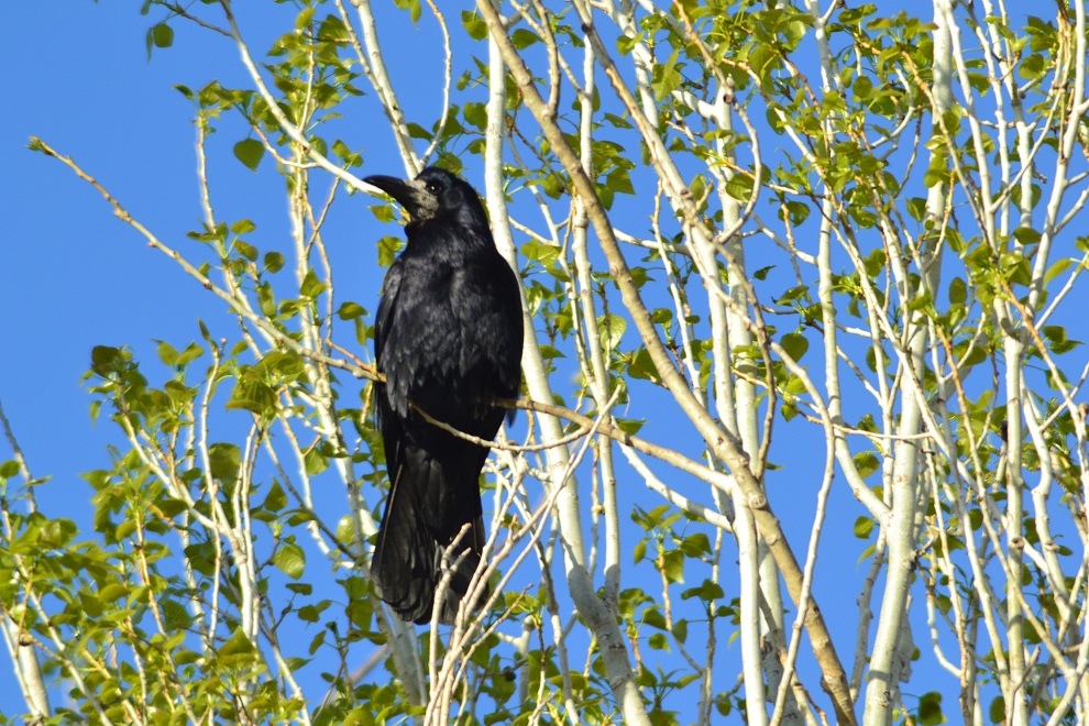 Ekin kargası » Rook » Corvus frugilegus