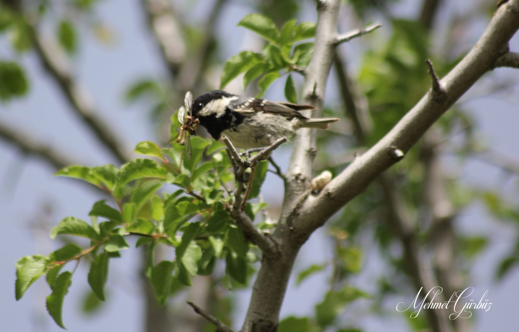 Çam baştankarası » Coal Tit » Periparus ater