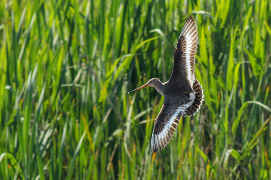 Çamurçulluğu » Black-tailed Godwit » Limosa limosa