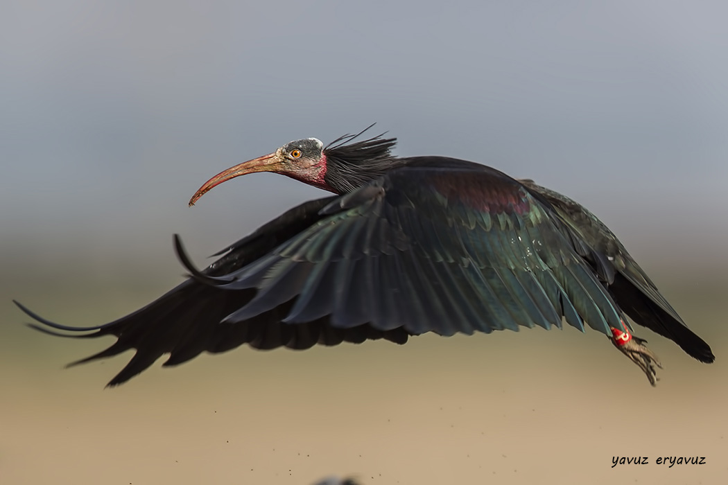 Kelaynak » Northern Bald Ibis » Geronticus eremita
