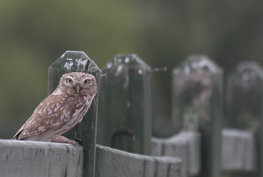 Kukumav » Little Owl » Athene noctua