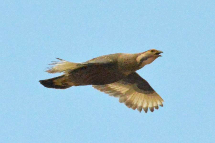 Urkeklik » Caspian Snowcock » Tetraogallus caspius