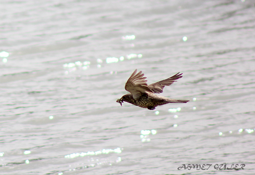 Ökse ardıcı » Mistle Thrush » Turdus viscivorus