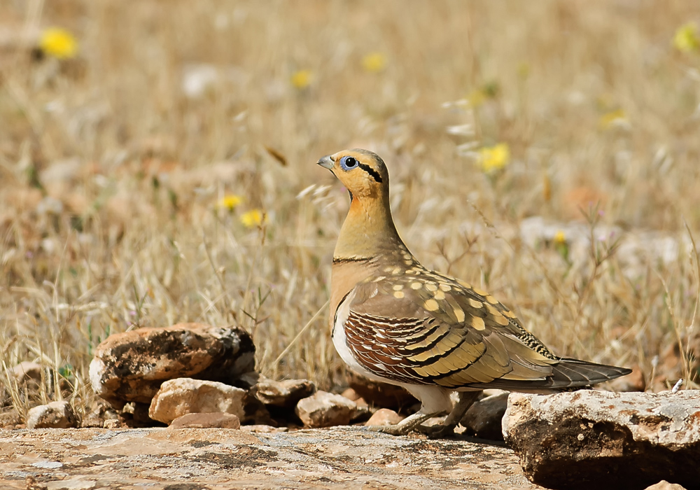 Kılkuyruk bağırtlak » Pin-tailed Sandgrouse » Pterocles alchata