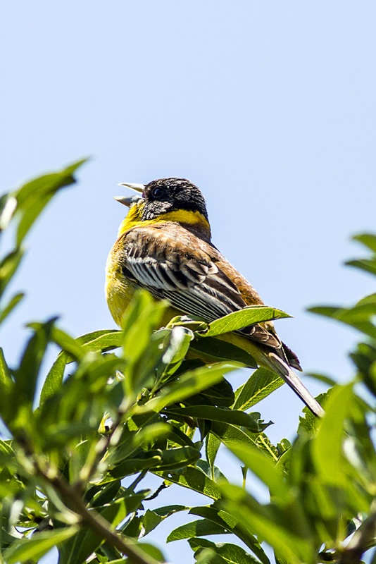 Karabaşlı kirazkuşu » Black-headed Bunting » Emberiza melanocephala