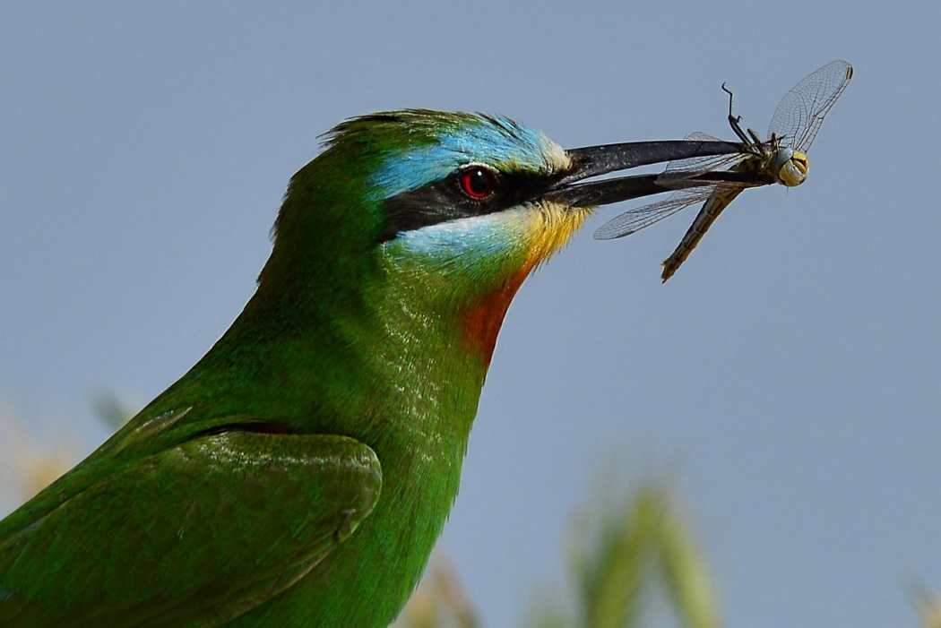 Yeşil arıkuşu » Blue-cheeked Bee-eater » Merops persicus