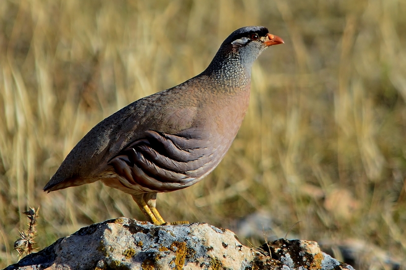 Kum kekliği » See-see Partridge » Ammoperdix griseogularis