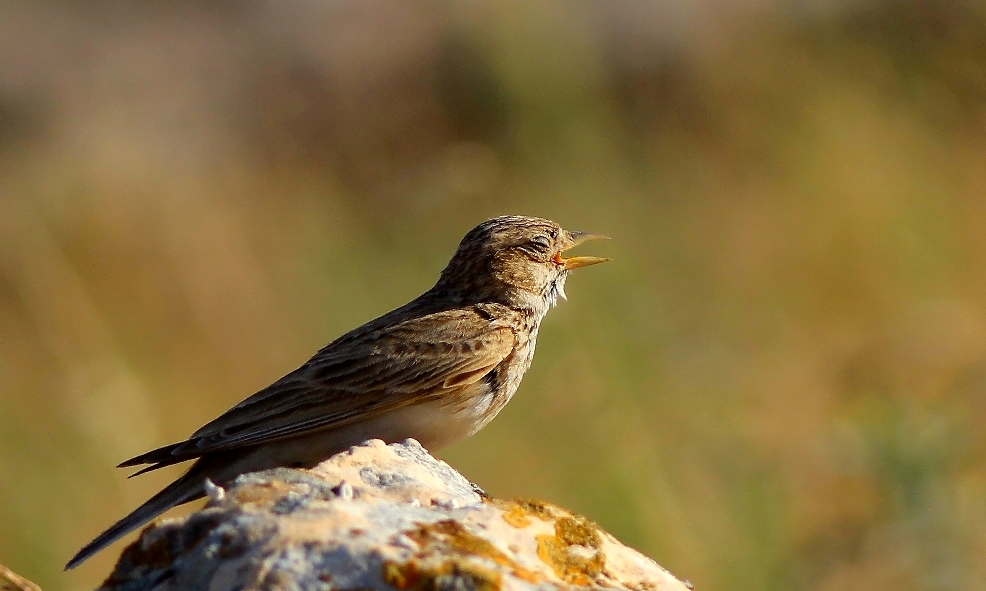 Bozkır toygarı » Greater Short-toed Lark » Calandrella brachydactyla