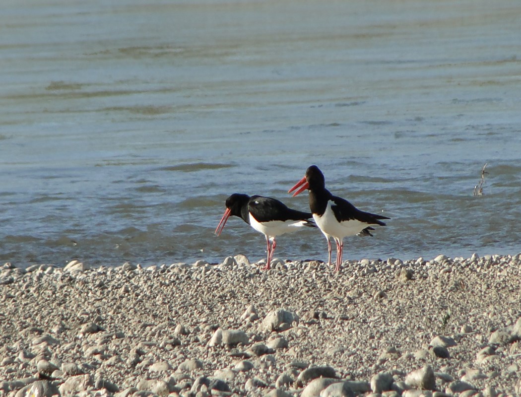 Poyrazkuşu » Eurasian Oystercatcher » Haematopus ostralegus
