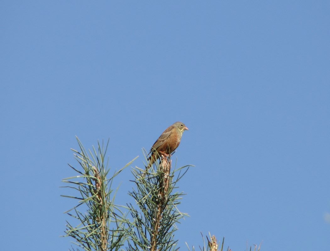 Kirazkuşu » Ortolan Bunting » Emberiza hortulana