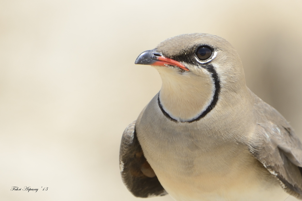 Bataklıkkırlangıcı » Collared Pratincole » Glareola pratincola