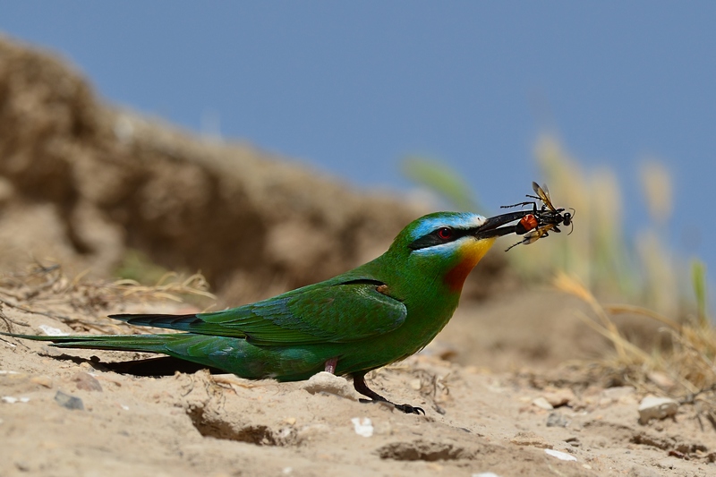Yeşil arıkuşu » Blue-cheeked Bee-eater » Merops persicus