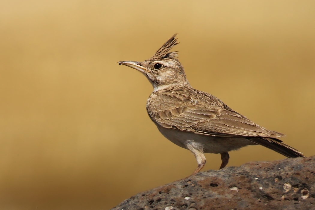 Tepeli toygar » Crested Lark » Galerida cristata