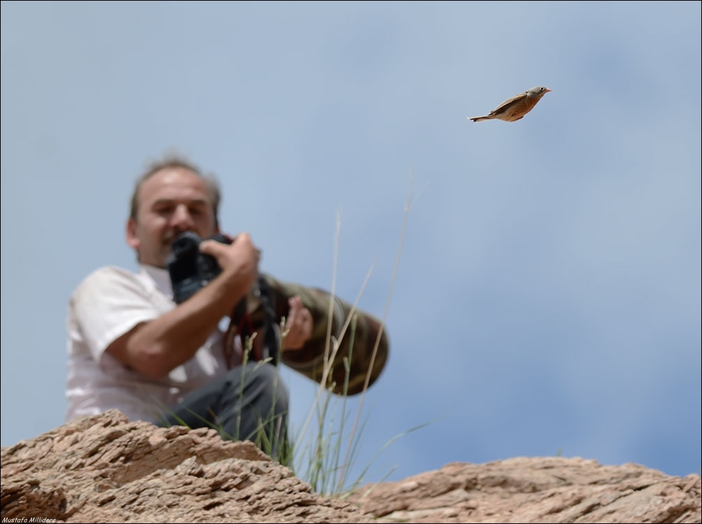 Doğu kirazkuşu » Grey-necked Bunting » Emberiza buchanani