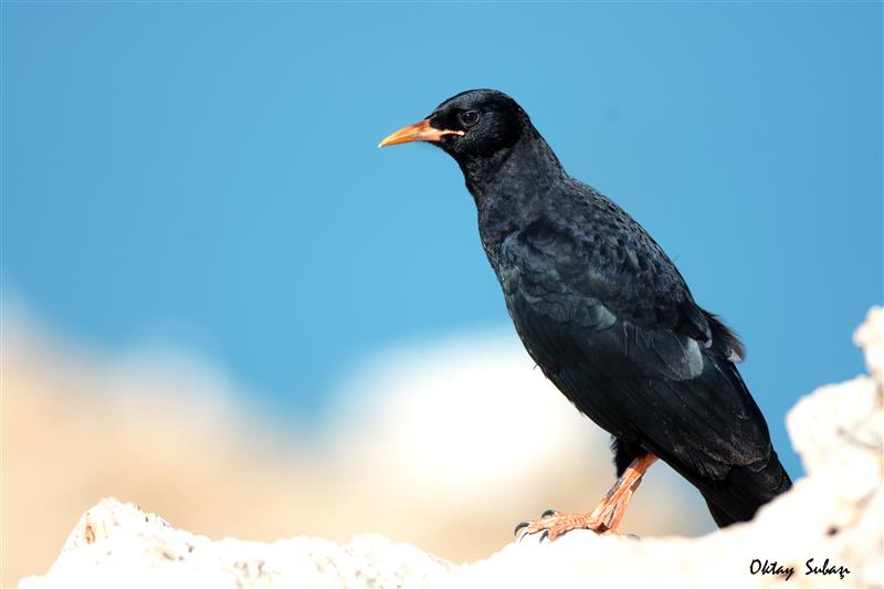 Kırmızıgagalı dağ kargası » Red-billed Chough » Pyrrhocorax pyrrhocorax