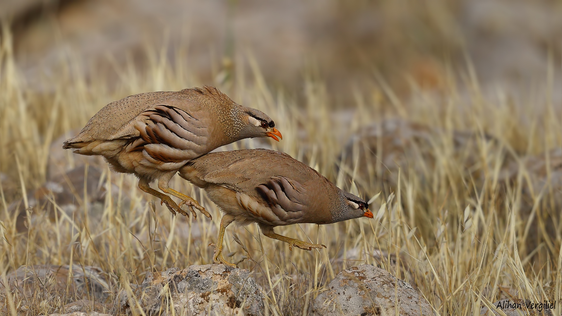 Kum kekliği » See-see Partridge » Ammoperdix griseogularis
