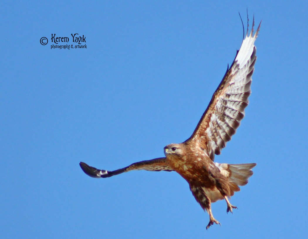 Kızıl şahin » Long-legged Buzzard » Buteo rufinus