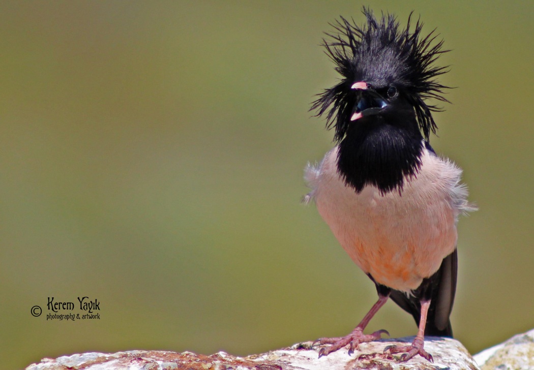Alasığırcık » Rosy Starling » Pastor roseus
