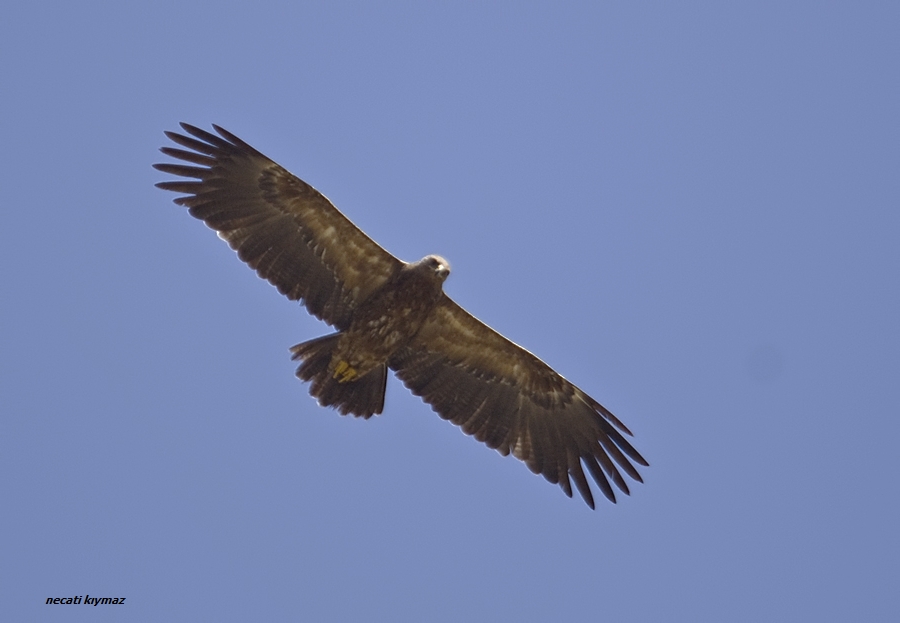 Küçük orman kartalı » Lesser Spotted Eagle » Clanga pomarina