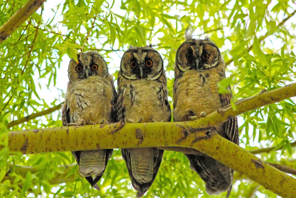 Kulaklı orman baykuşu » Long-eared Owl » Asio otus