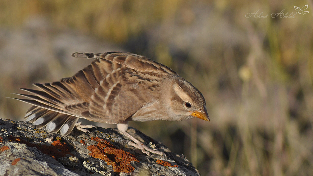 Kaya serçesi » Rock Sparrow » Petronia petronia