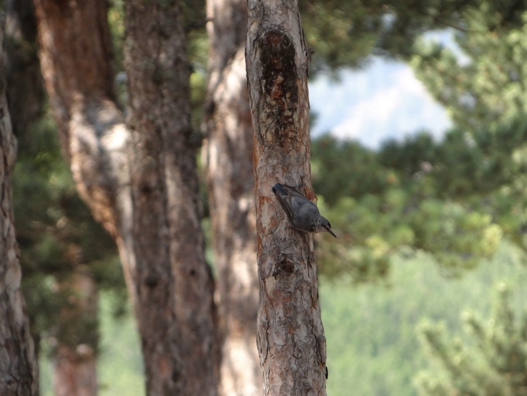 Anadolu sıvacısı » Krüper`s Nuthatch » Sitta krueperi