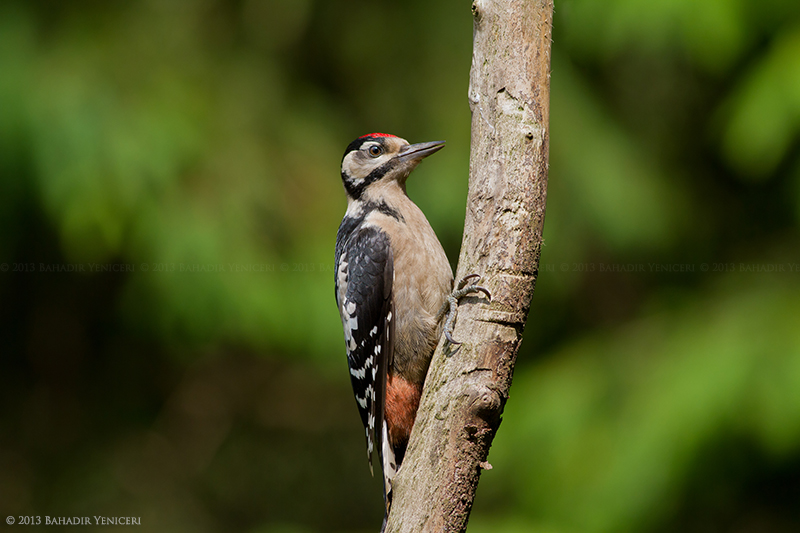 Orman alaca ağaçkakanı » Great Spotted Woodpecker » Dendrocopos major