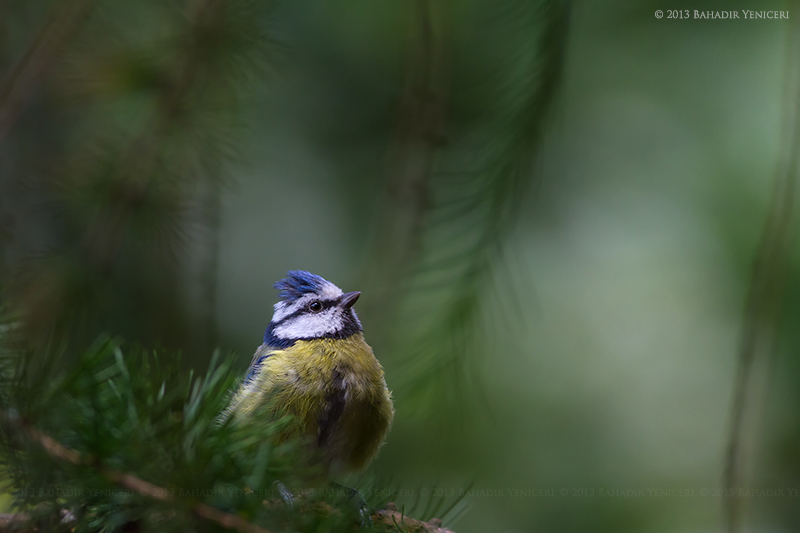 Mavi baştankara » Eurasian Blue Tit » Cyanistes caeruleus