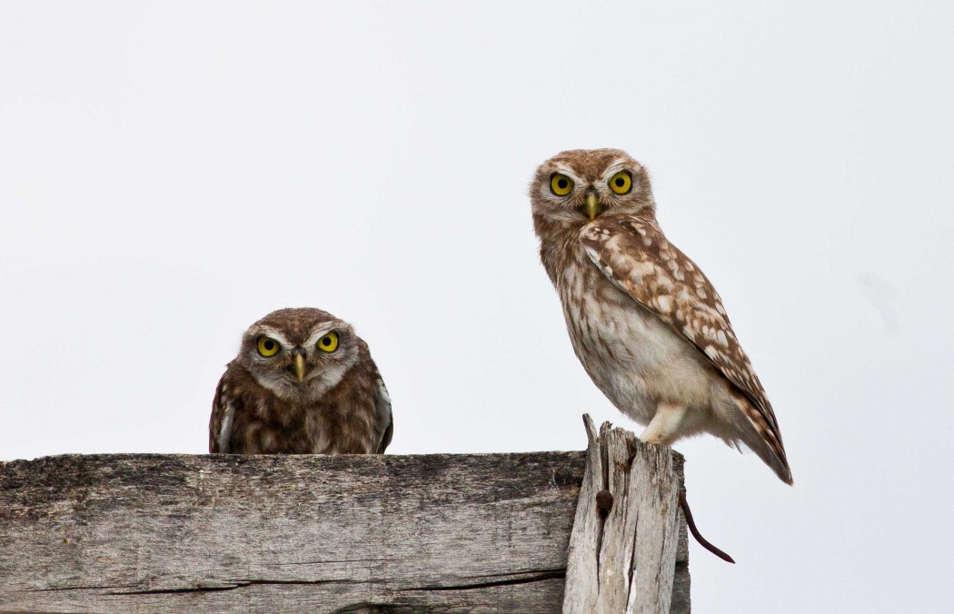 Kukumav » Little Owl » Athene noctua