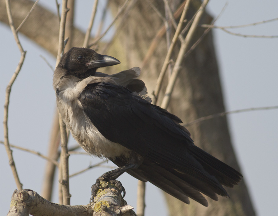 Leş kargası » Hooded Crow » Corvus cornix
