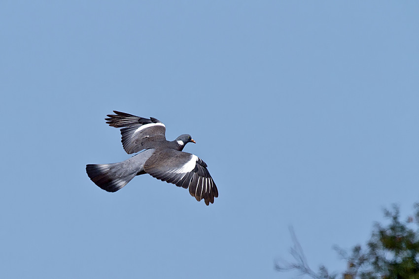 Tahtalı » Common Wood Pigeon » Columba palumbus