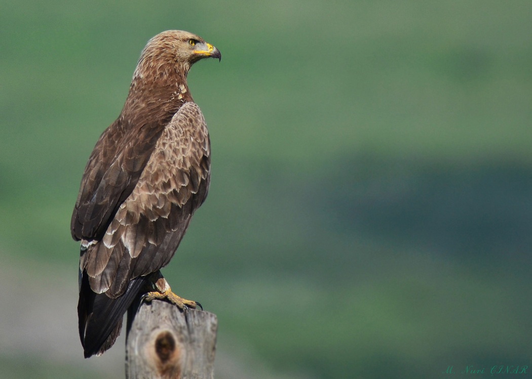 Küçük orman kartalı » Lesser Spotted Eagle » Clanga pomarina