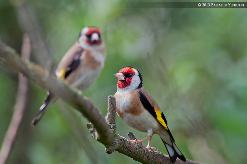 Saka » European Goldfinch » Carduelis carduelis