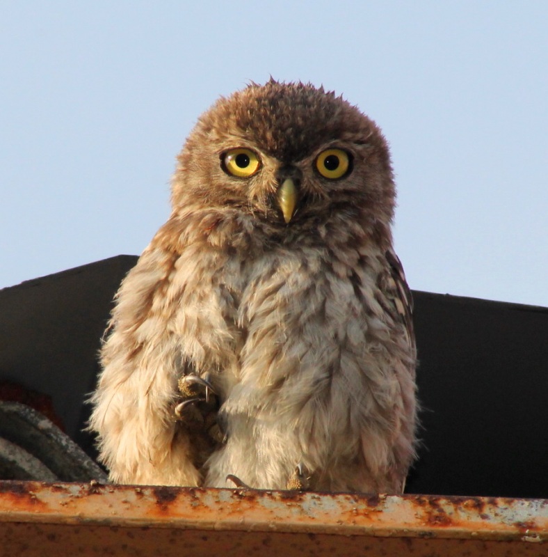 Kukumav » Little Owl » Athene noctua