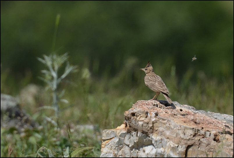 Tepeli toygar » Crested Lark » Galerida cristata