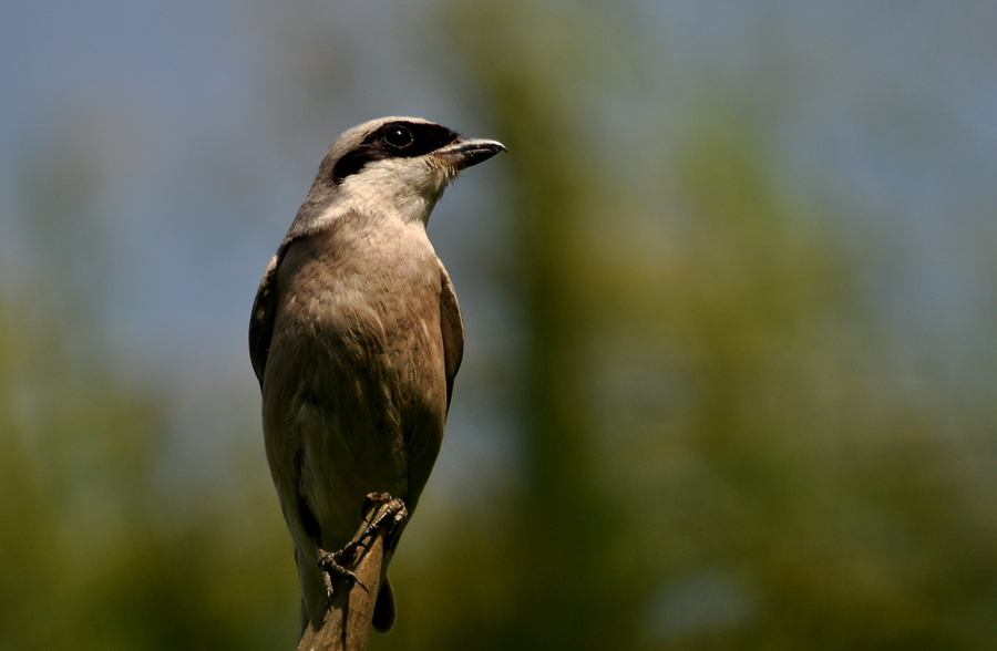 Kızılsırtlı örümcekkuşu » Red-backed Shrike » Lanius collurio