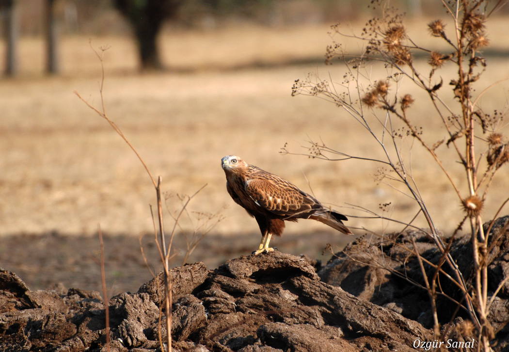 Kızıl şahin » Long-legged Buzzard » Buteo rufinus