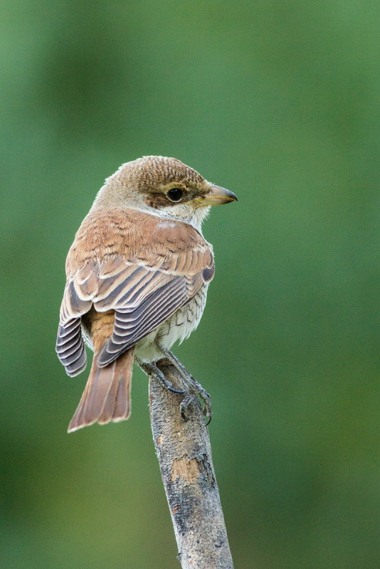 Kızılsırtlı örümcekkuşu » Red-backed Shrike » Lanius collurio