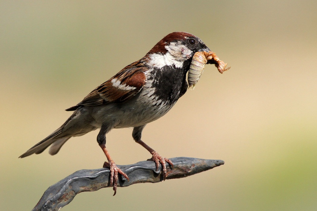 Serçe » House Sparrow » Passer domesticus