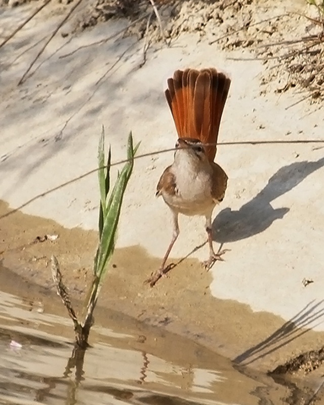 Çalıbülbülü