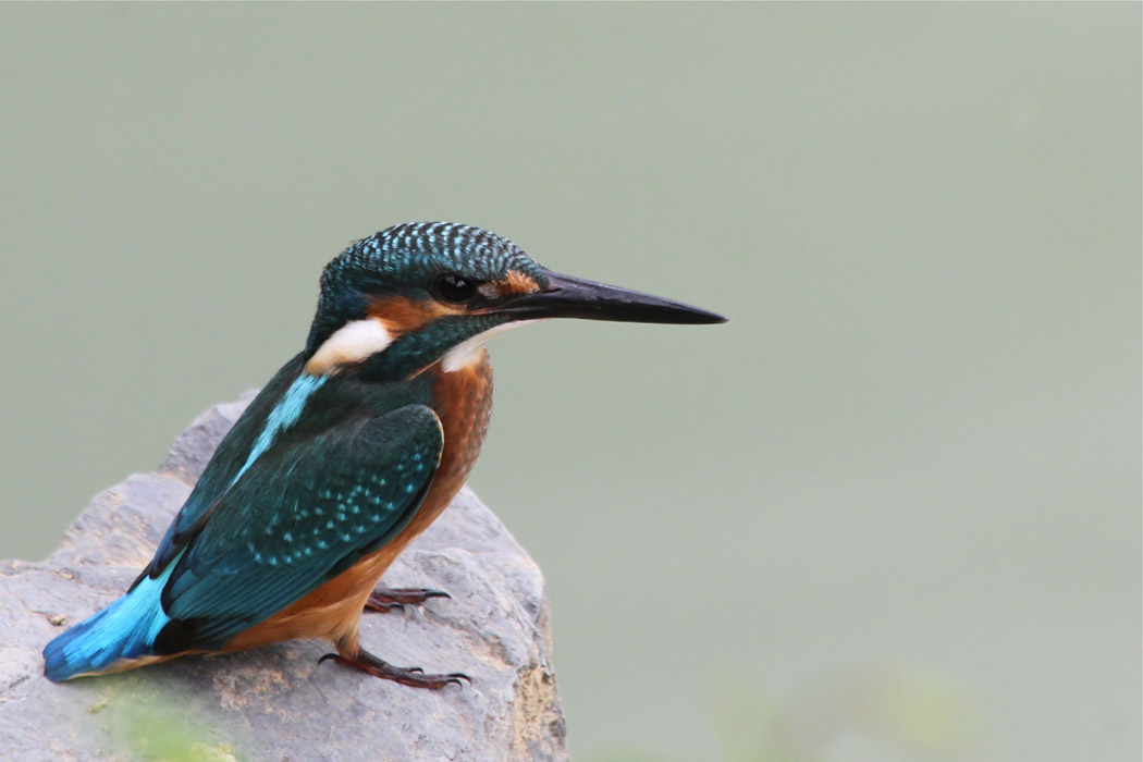 Yalıçapkını » Common Kingfisher » Alcedo atthis