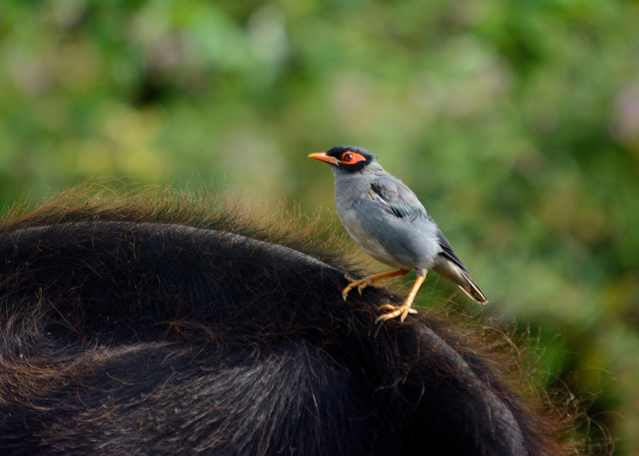 Çiğdeci » Common Myna » Acridotheres tristis
