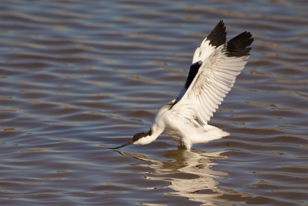Kılıçgaga » Pied Avocet » Recurvirostra avosetta
