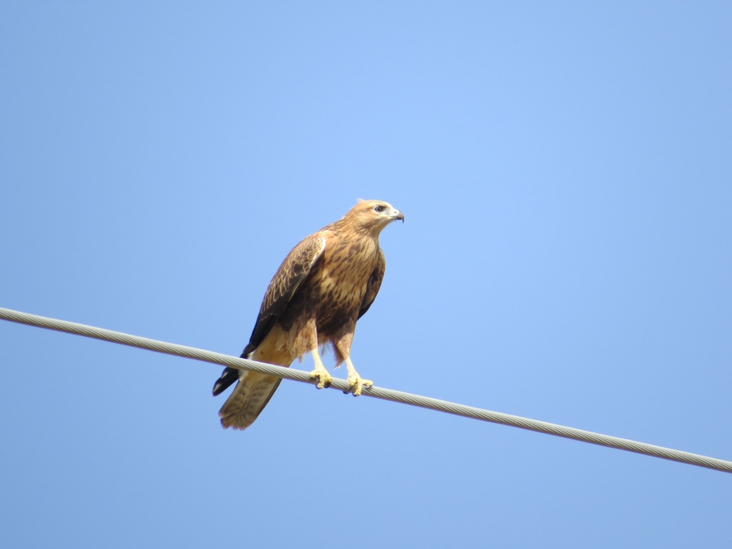 Kızıl şahin » Long-legged Buzzard » Buteo rufinus