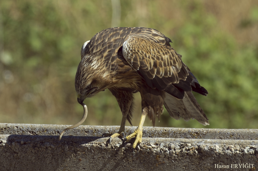 Kızıl şahin » Long-legged Buzzard » Buteo rufinus