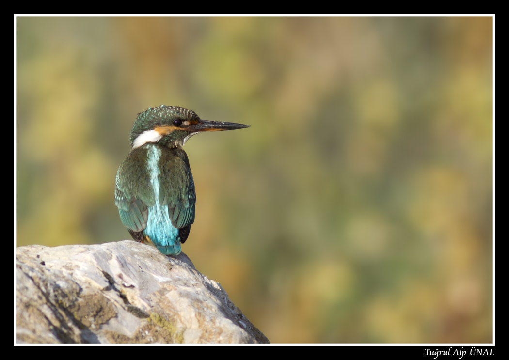 Yalıçapkını » Common Kingfisher » Alcedo atthis
