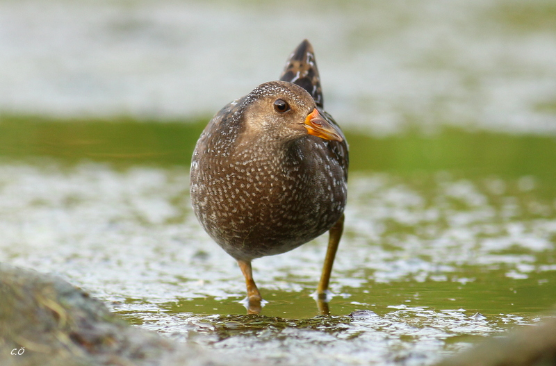 Benekli suyelvesi » Spotted Crake » Porzana porzana